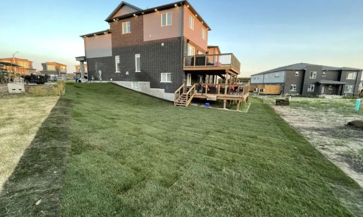 A newly installed, sloped green sod lawn in a residential Hamilton backyard, showcasing professional lawn care and turf installation next to a modern brick house with a wooden deck.